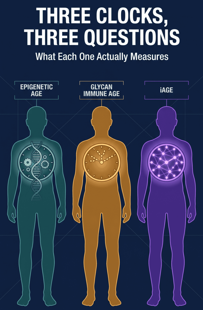 biological age tests compared